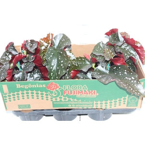 BEGONIA MARI P15