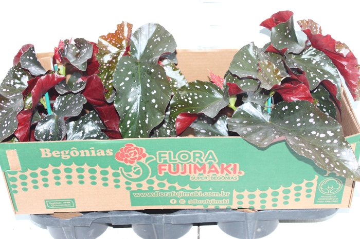 BEGONIA MARI P15