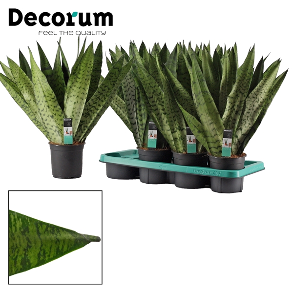 <h4>Sansevieria Zeylanica Fan 14 cm (Decorum)</h4>