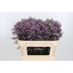 Limon Safora Lilac