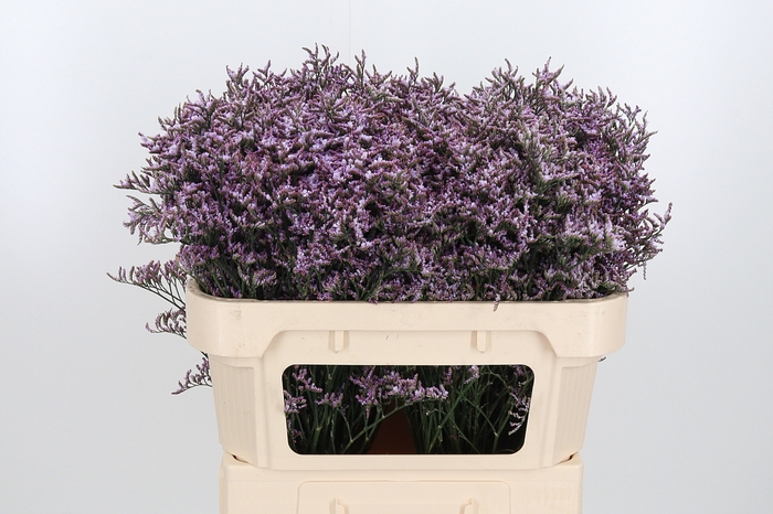 <h4>Limon Safora Lilac</h4>