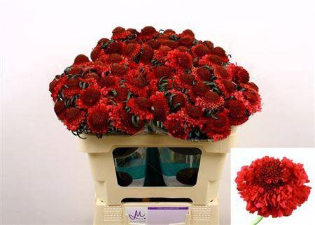 <h4>Scabiosa Cherry Scoop</h4>