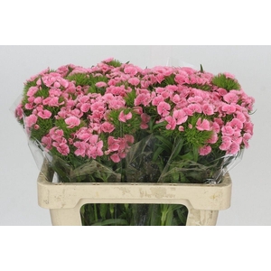DI BARB EARL BREANTHUS DIANTHUS BR