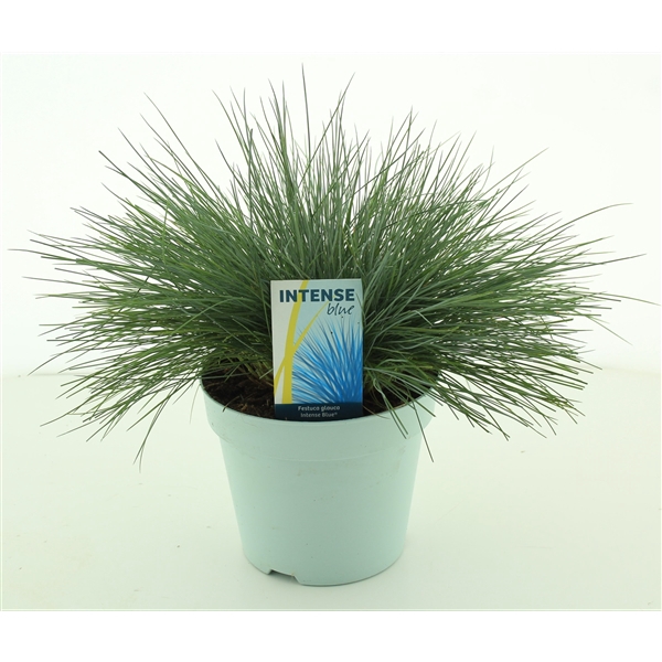 <h4>Festuca glauca Intense Blue®</h4>