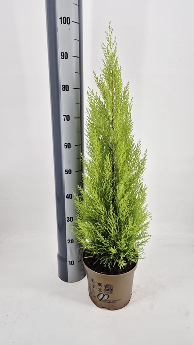 <h4>CUPR MA GOLDC WILMA</h4>