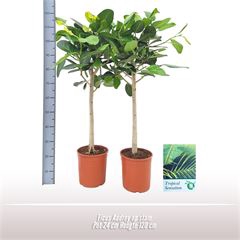 <h4>Ficus Audrey op stam</h4>