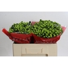 Hypericum Lucky Romance
