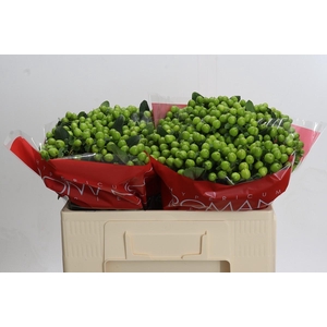 Hypericum Lucky Romance