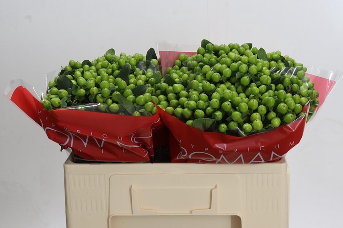 <h4>Hypericum Lucky Romance</h4>