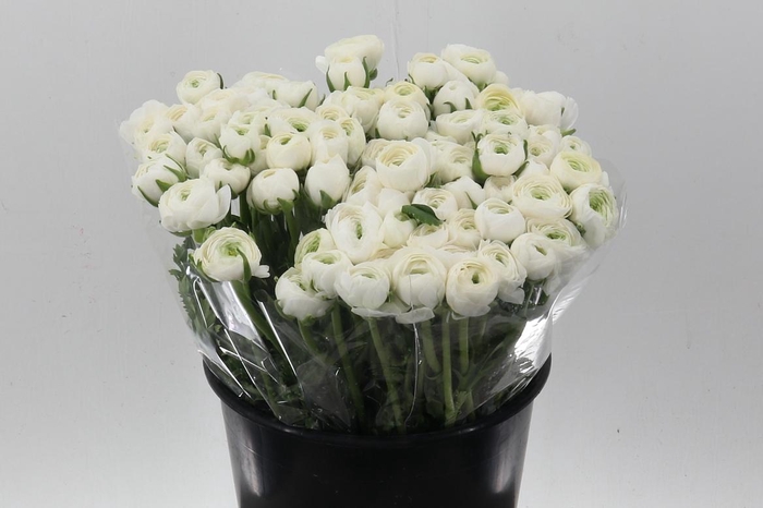 <h4>Ran El White</h4>