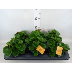 Peperomia obt. 'Green Gold'