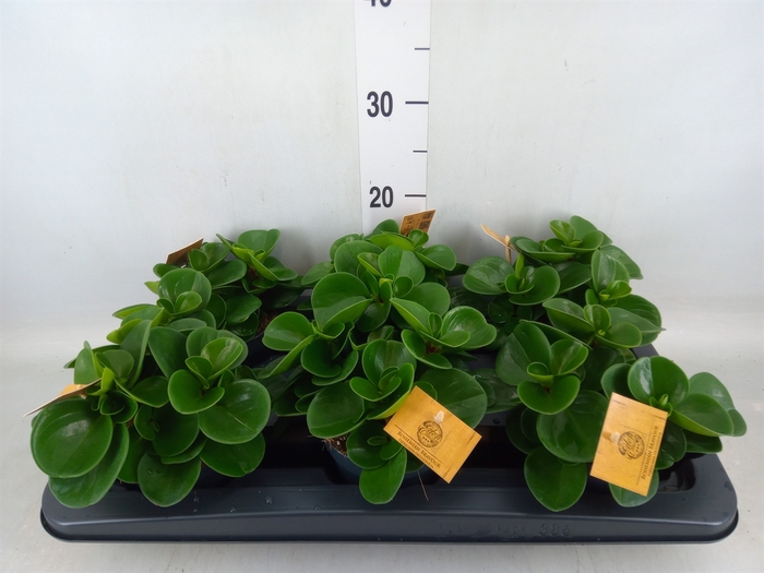 <h4>Peperomia obt. 'Green Gold'</h4>