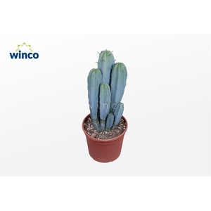 Myrtillocactus Geometrizans