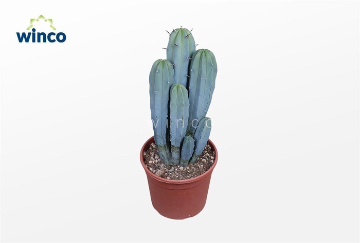 <h4>Myrtillocactus Geometrizans</h4>