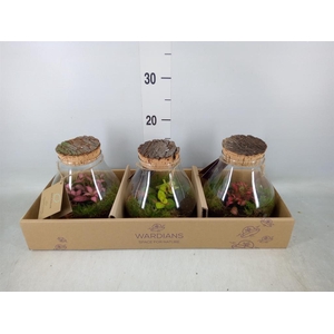 Arr.   Kamerplant Groen H%