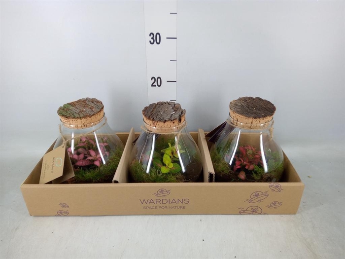 <h4>Arr. Kamerplant Groen H%</h4>