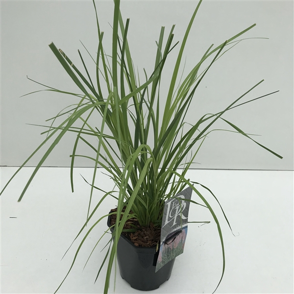 <h4>Cortaderia 'Rosea'</h4>