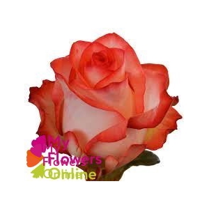 R Gr Blush Bicolor 60cm EC