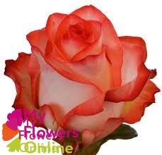 <h4>R Gr Blush Bicolor 60cm EC</h4>