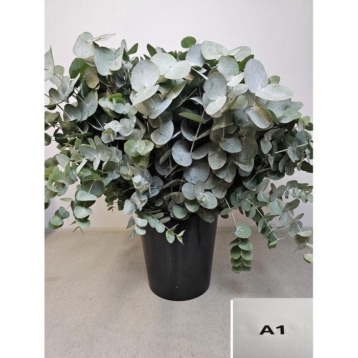 <h4>EUC CINEREA PER STEEL -SP-</h4>