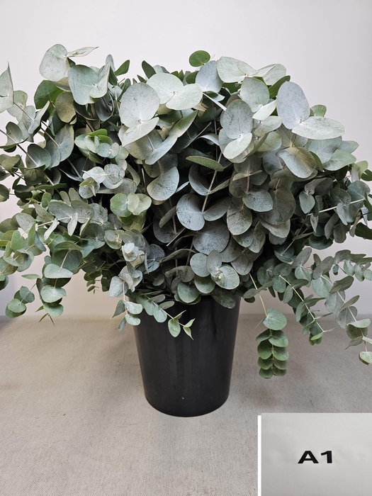 EUC CINEREA PER STEEL -SP-