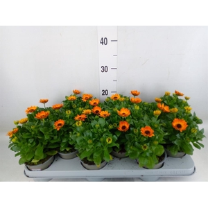 Osteospermum  'Margarita Orang Fla'