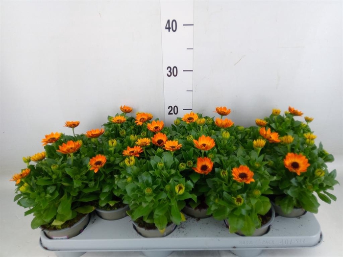 <h4>Osteospermum  'Margarita Orang Fla'</h4>