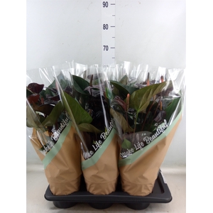 Anthurium andr. 'Beauty Black'