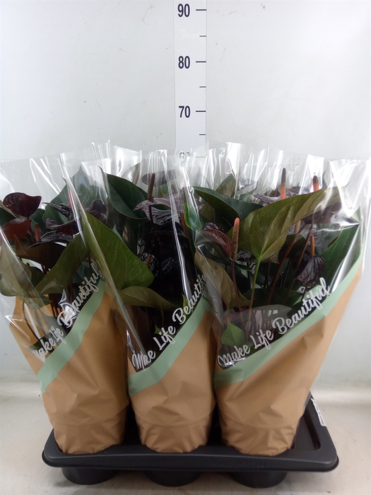 <h4>Anthurium andr. 'Beauty Black'</h4>