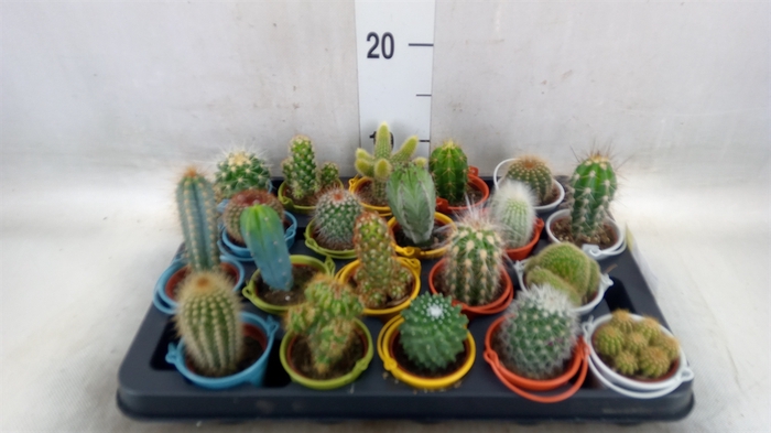 <h4>Cactus   ...</h4>