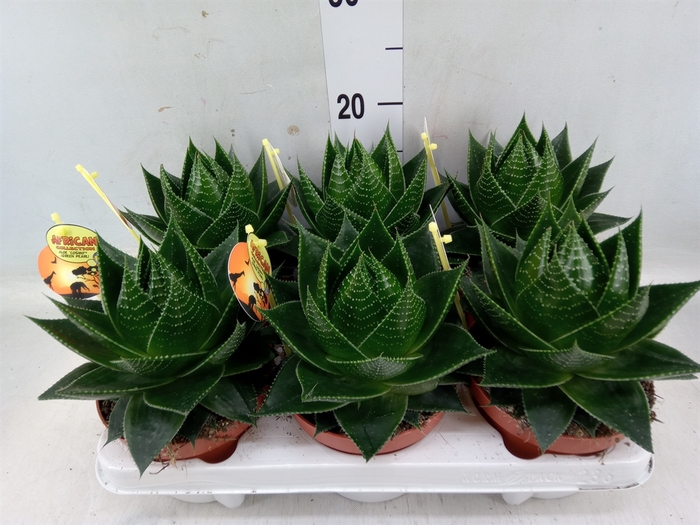 <h4>Aloe aristata 'Cosmo'</h4>