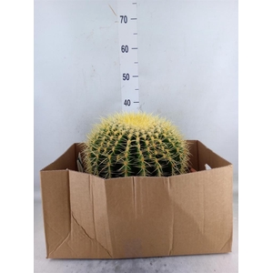 Echinocactus grusonii