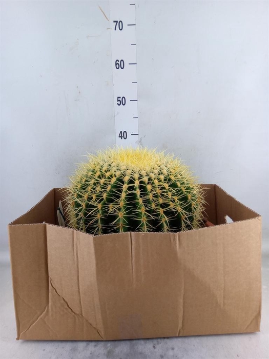 <h4>Echinocactus grusonii</h4>