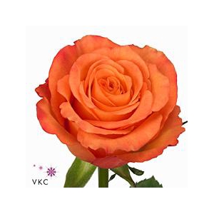 Rosa large confidential