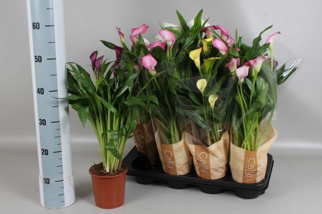 <h4>ZANT GEM 4 KL</h4>