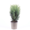 Chamaecyparis Columnari