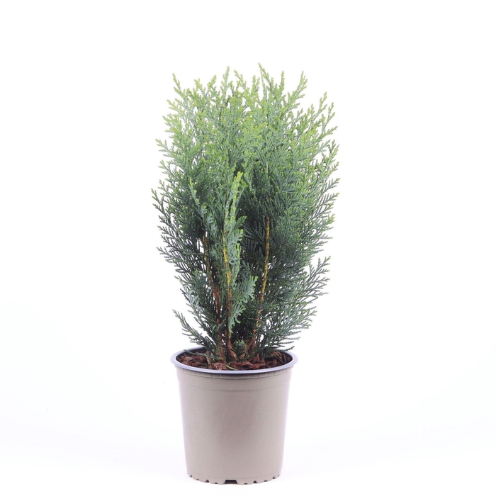 Chamaecyparis Columnari