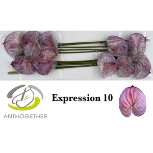 Anth. andr. DYED Expression