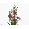 EUS G DOUBLINI ROSE