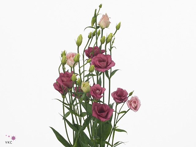 EUS G DOUBLINI ROSE