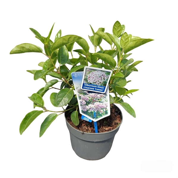<h4>Viburnum tinus Lisarose ('Loren'PBR)</h4>
