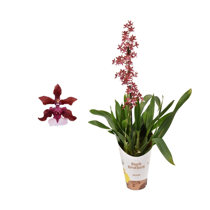 <h4>Oncidium 'Cherry Baby' 1 tak 12 cm met blad spikel</h4>