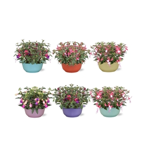 FUCHSIA B F EVITA