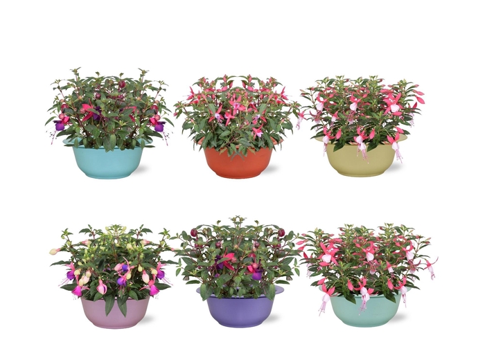 <h4>FUCHSIA B F EVITA</h4>