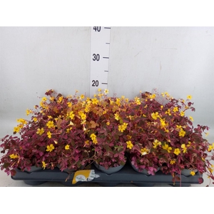 Oxalis   ...mix