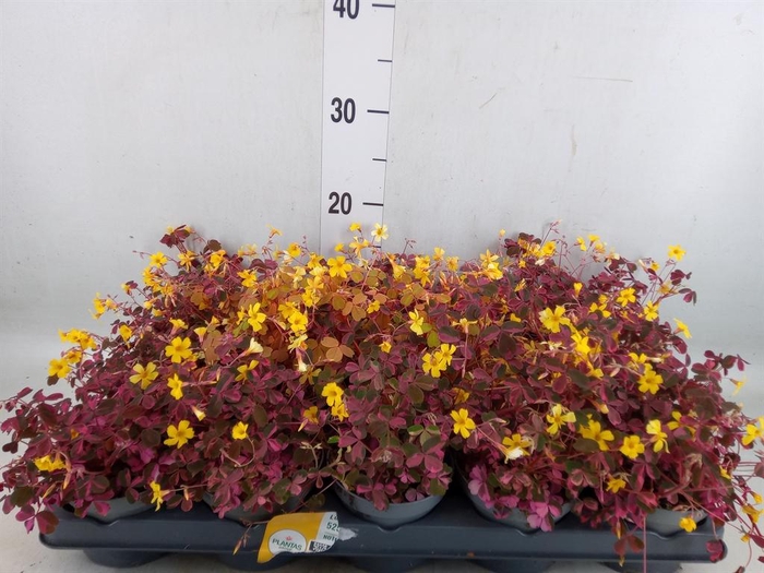 <h4>Oxalis   ...mix</h4>