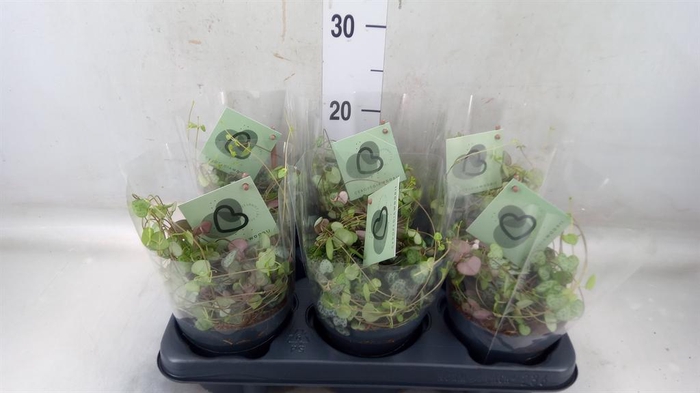 <h4>Ceropegia woodii ssp. woodii</h4>