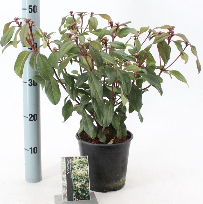 <h4>Viburnum x globosum 'Jermyn's Globe'</h4>