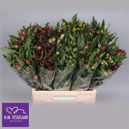 <h4>Alstr Gemengd In Fust</h4>