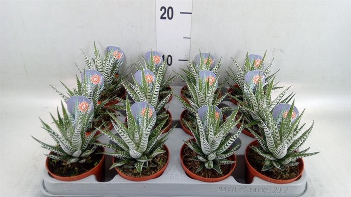 <h4>Haworthia fasciata 'Alba'</h4>